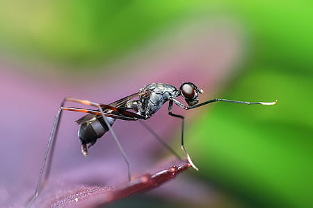 black tarantula hawk wasp on brown surface thumbnail