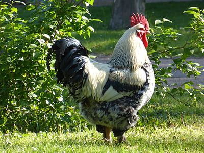 white and black rooster near green leafed plants during daytime thumbnail