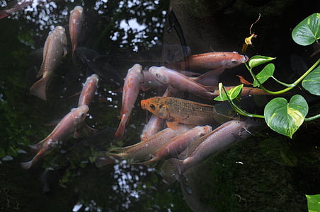 assorted Koi fishes thumbnail
