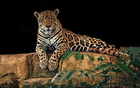 leopard on concrete stone thumbnail