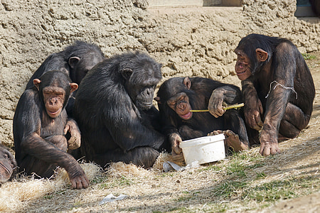 five black monkeys sitting near wall during daytime thumbnail