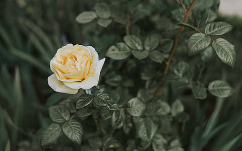 selected focus photo of yellow rose thumbnail