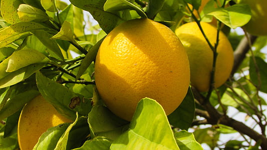 yellow lemon at daytime photography thumbnail