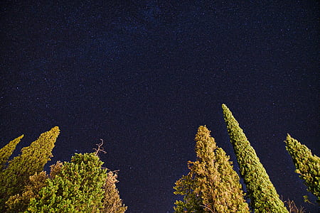 green trees under black sky during nighttime thumbnail