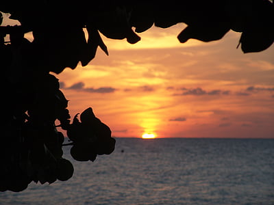 silhouette of leafed plant during golden hour thumbnail