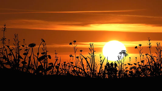silhouette of plants during sunset thumbnail