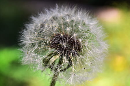 Dandelion Close Up Photography thumbnail