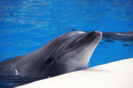 closeup photo of dolphin thumbnail