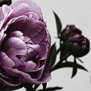 purple peonies HD wallpaper thumbnail