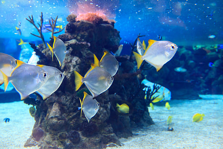 white and yellow saltwater fish thumbnail