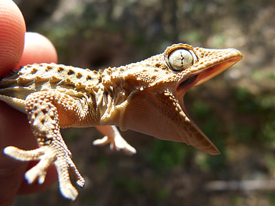 selective focus photography of person holding brown gecko thumbnail