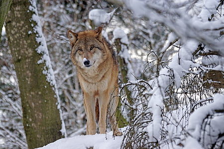 brown wolf standing on ground covered with snow thumbnail