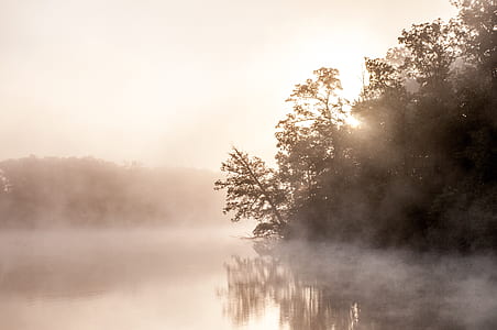 trees beside body of water thumbnail
