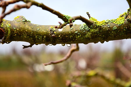 water drops on wood branch thumbnail