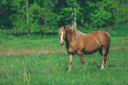 brown horse on green grass field thumbnail