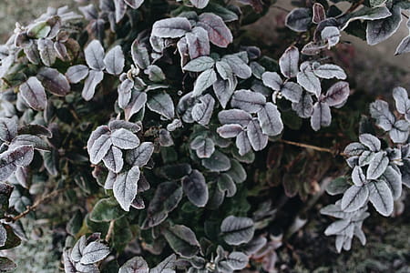 Detail of leaves covered in frost thumbnail