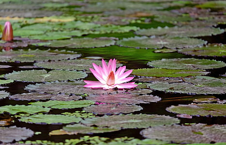 pink water lily surrounded by green plants on body of water thumbnail