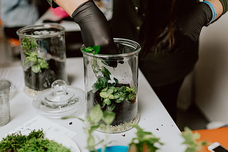 Building Rainforest Terrarium in a Jar thumbnail