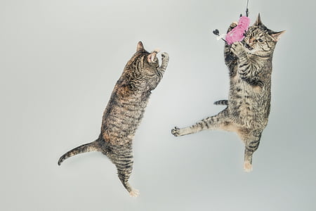 two brown cats jumping thumbnail