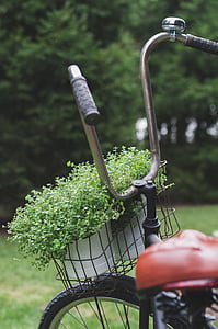 green leafed plant on bicycle basket thumbnail