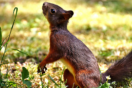brown squirrel on ground thumbnail