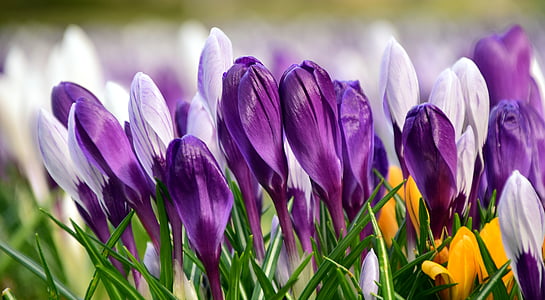 selective focus photography of purple petaled flowers thumbnail
