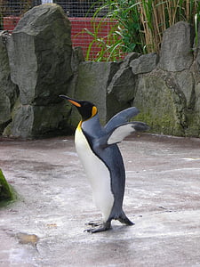 closeup photography of penguin thumbnail