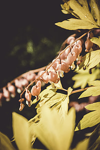 shallow focus of white flower thumbnail