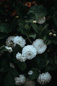 close-up photography of white dahlia flowers thumbnail