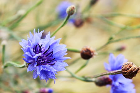 selective focus photography of purple cornflower thumbnail