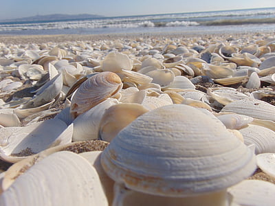 white sea shells thumbnail