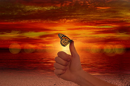 butterfly on person's thumb thumbnail