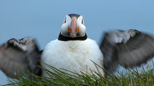 Close Up of a Puffin in the Grass thumbnail