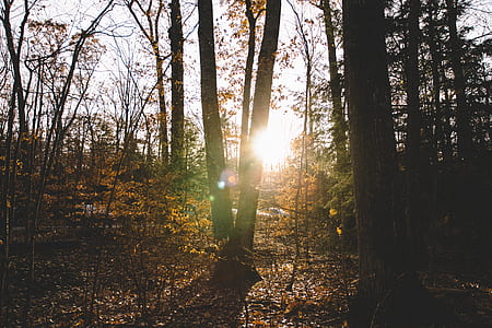 brown tall trees under white sky at daytime thumbnail