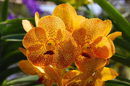 yellow petaled flowers thumbnail