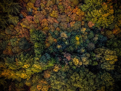 aerial photography of green and red leaf tree lot during daytime thumbnail