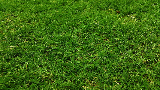 selective focus of green grasses thumbnail