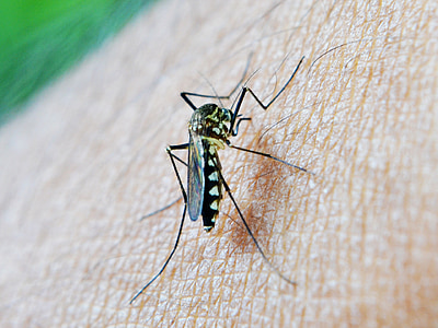 black and white mosquito close-up photography thumbnail