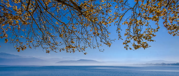 photo of yellow petaled flowers near body of water thumbnail