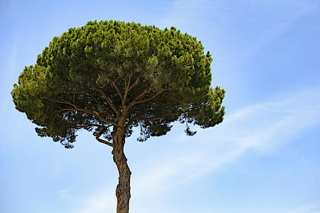 green leaf tree under blue sky thumbnail