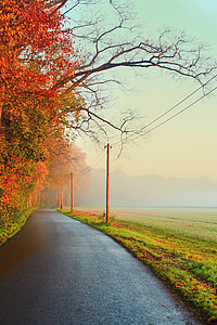 red leafed tree near road thumbnail