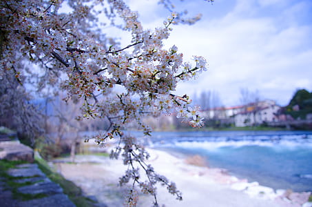 white petaled flowers in bloom thumbnail