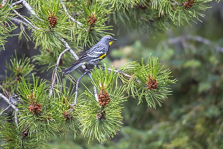 bird perched on tree thumbnail