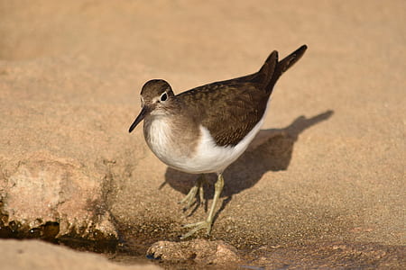 brown and white bird walking on brown soil thumbnail