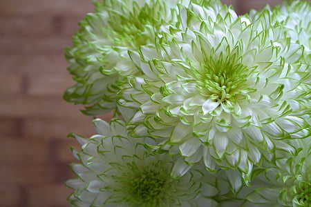 close-up photography of white-and-green petaled flowers thumbnail