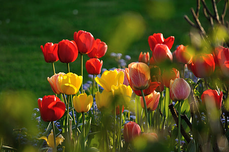 selective focus photography of red and yellow petaled flowers thumbnail