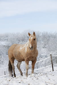 brown horse during winter thumbnail
