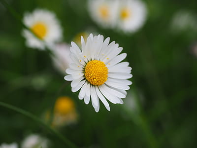 white and yellow flowering plant thumbnail