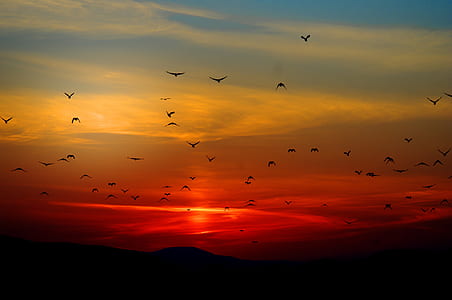 Flock of Birds Flying Above the Mountain during Sunset thumbnail