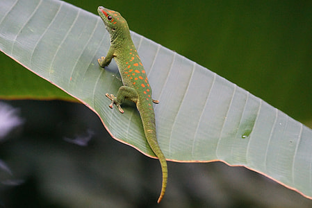 green lizard on banana leaf thumbnail